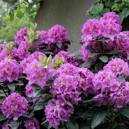 Rhododendron 'LAVJ2011'