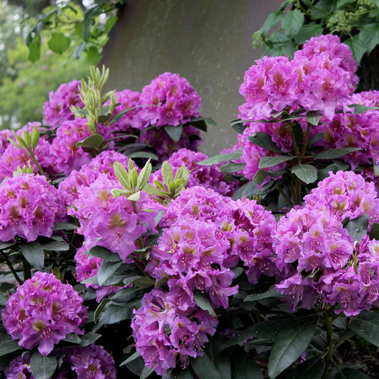 Rhododendron 'LAVJ2011'