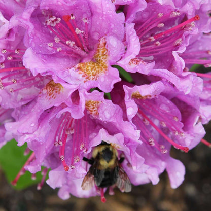 Rhododendron 'LAVJ2011'