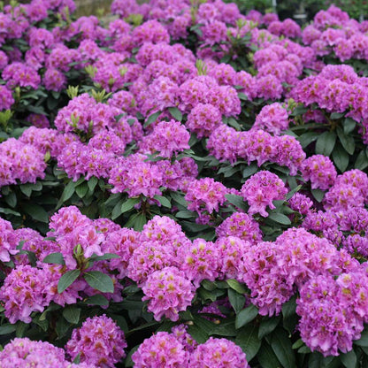 Rhododendron 'LAVJ2011'
