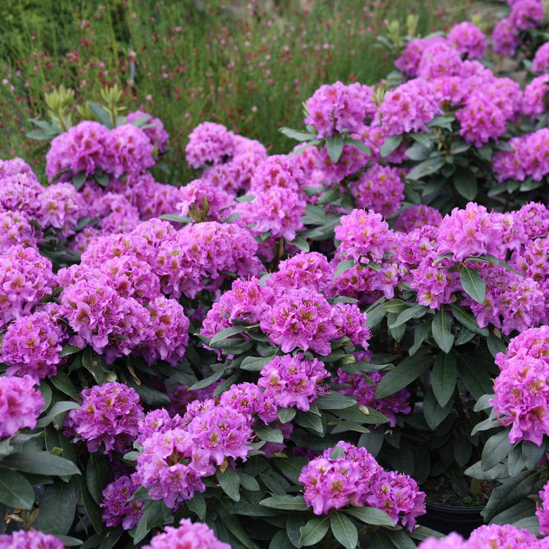 Rhododendron 'LAVJ2011'