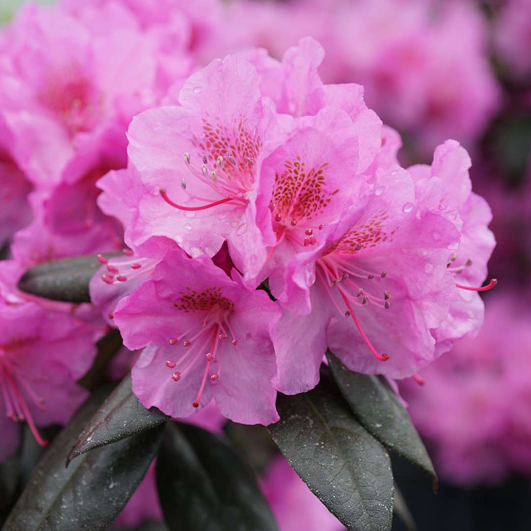 Rhododendron 'NCRX2'