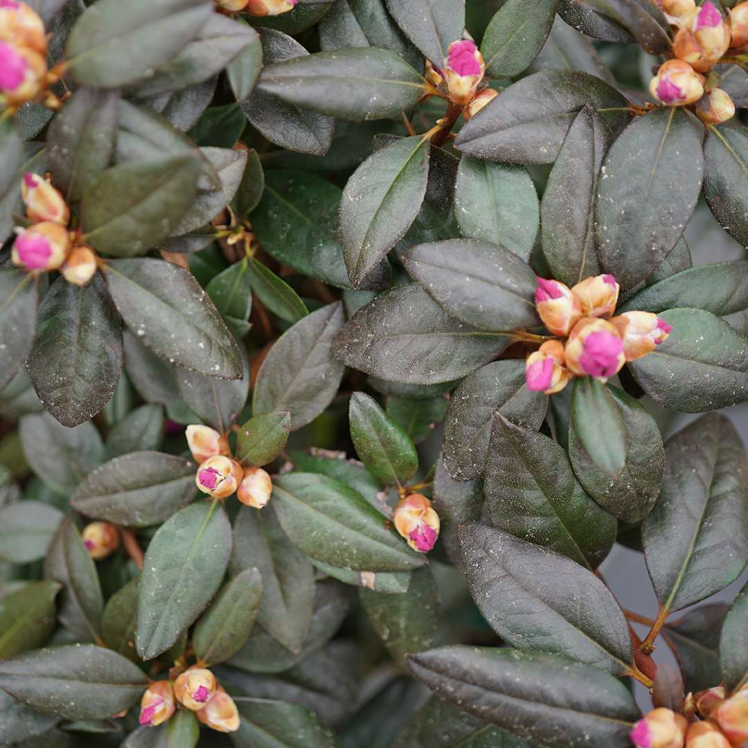 Rhododendron 'NCRX2'