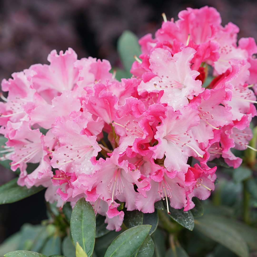 Rhododendron 'NCRX1'