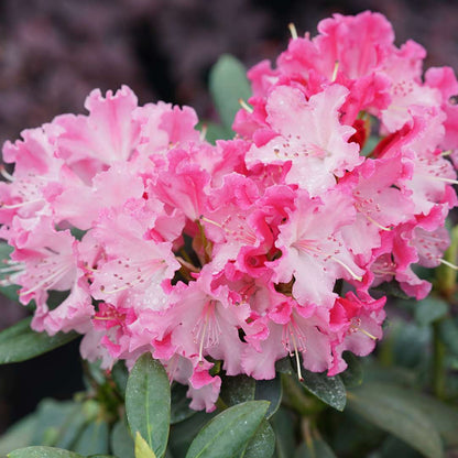 Rhododendron 'NCRX1'