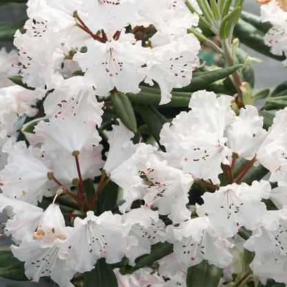 Rhododendron 'NCRX1'