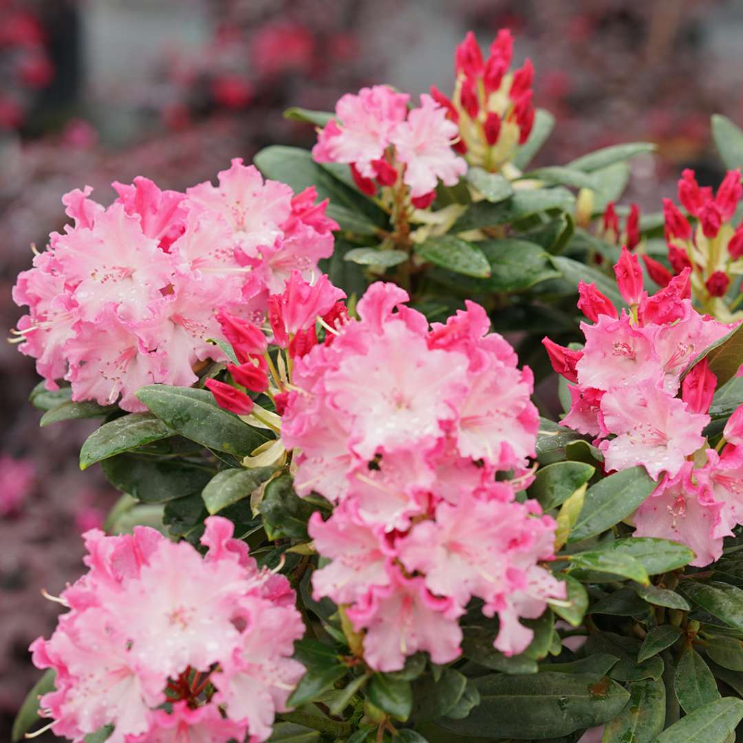 Rhododendron 'NCRX1'
