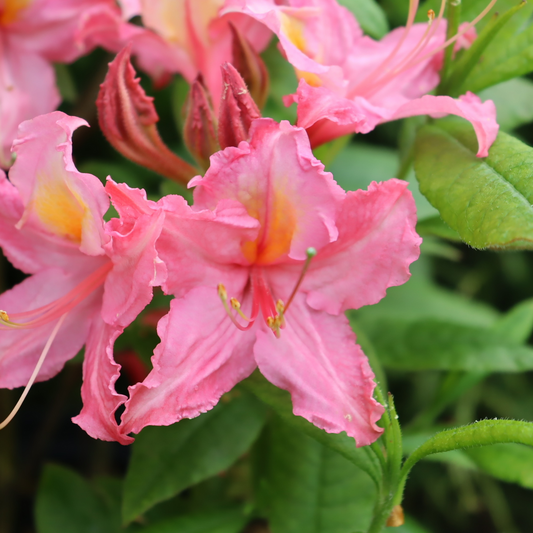 Azalea - SWEET REWARD Pink