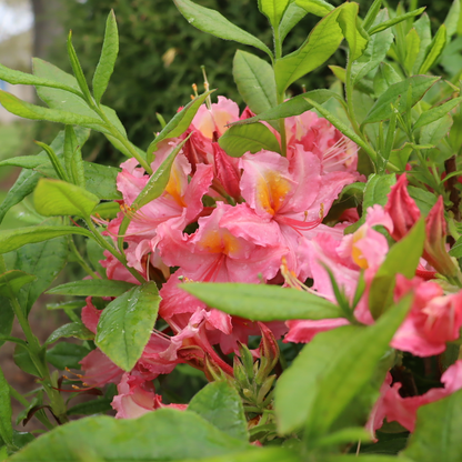 Azalea - SWEET REWARD Pink