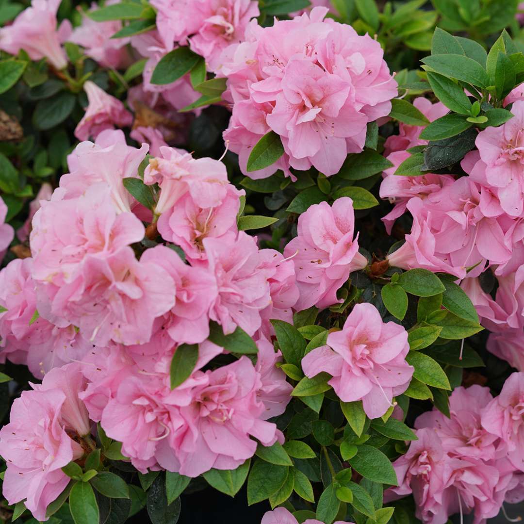 Azalea - Reblooming - PERFECTO MUNDO Double Pink