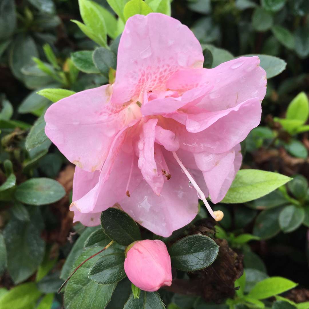 Azalea - Reblooming - PERFECTO MUNDO Double Pink