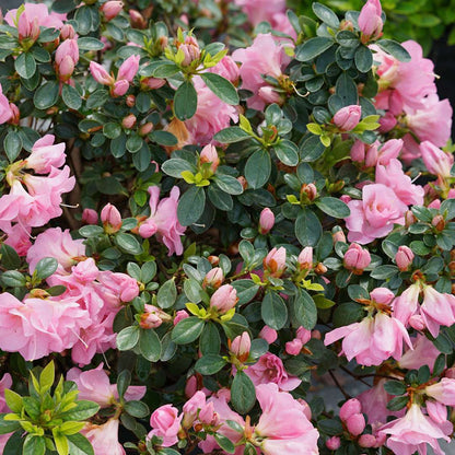 Azalea - Reblooming - PERFECTO MUNDO Double Pink