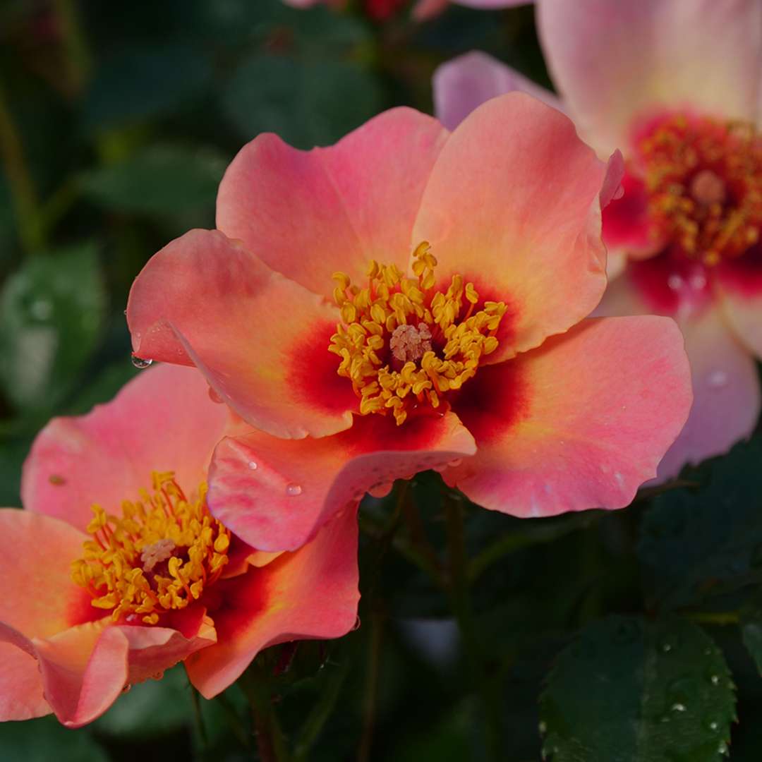 Rose - RINGO ALL-STAR