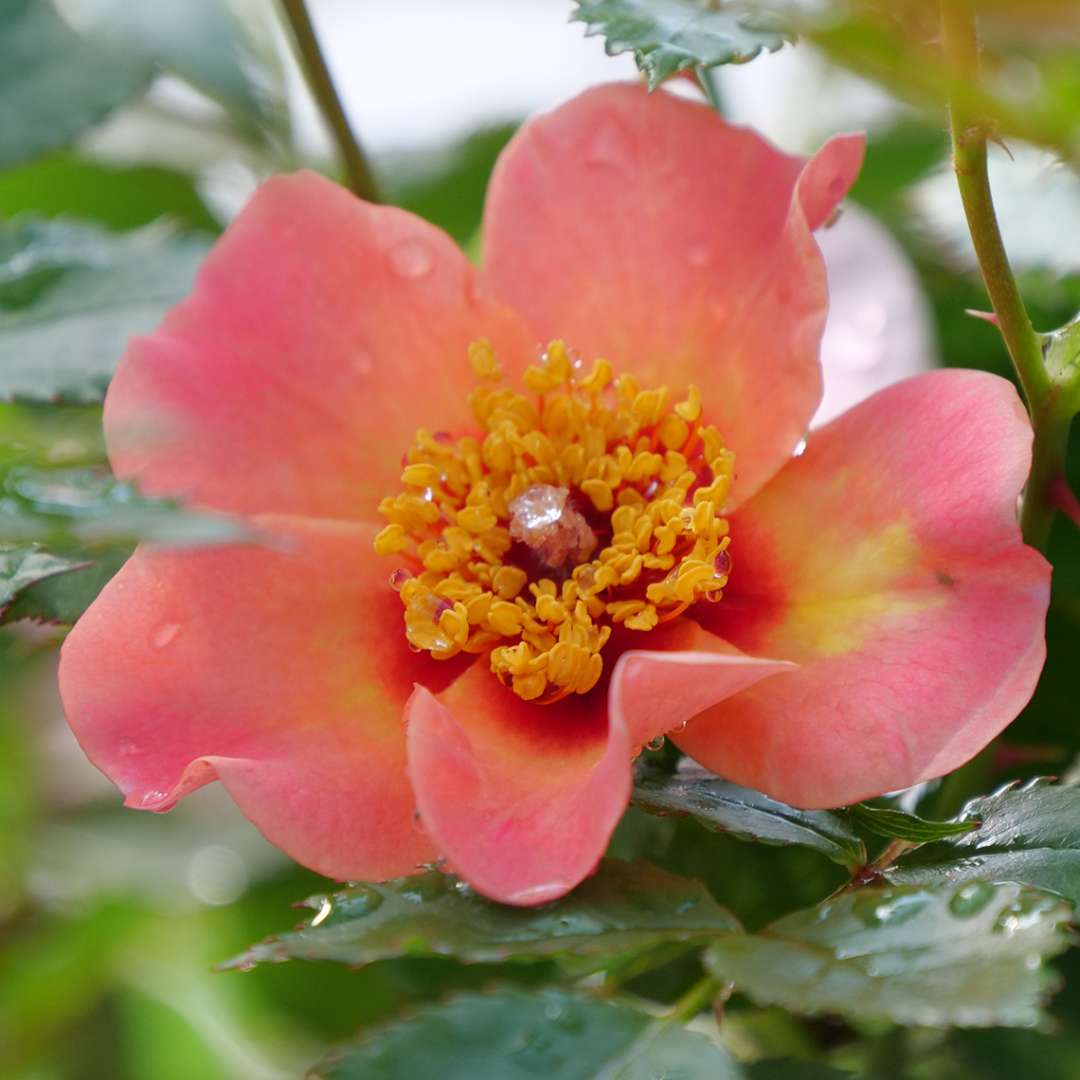Rose - RINGO ALL-STAR