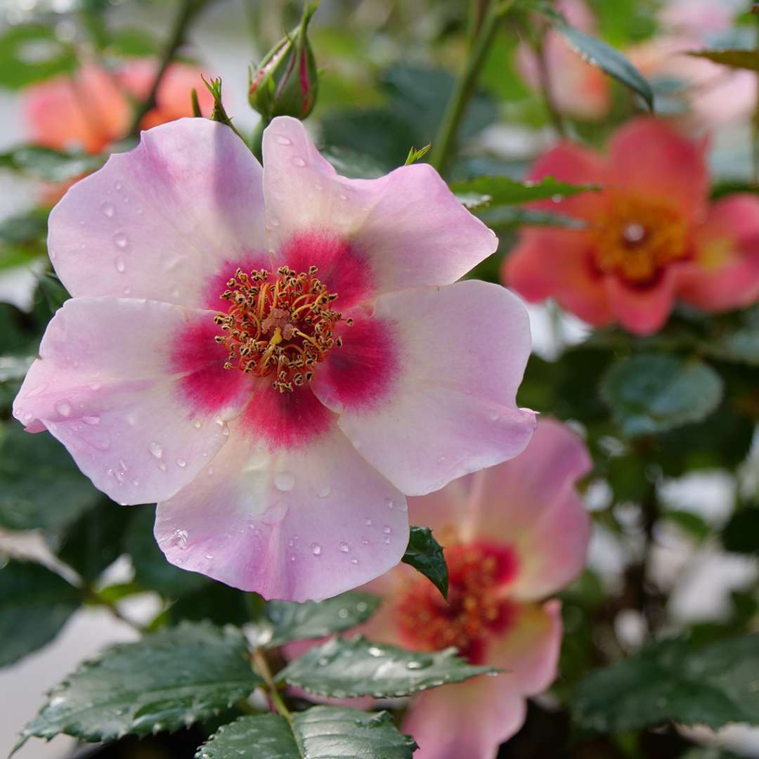 Rose - RINGO ALL-STAR