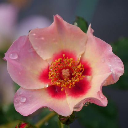 Rose - RINGO ALL-STAR