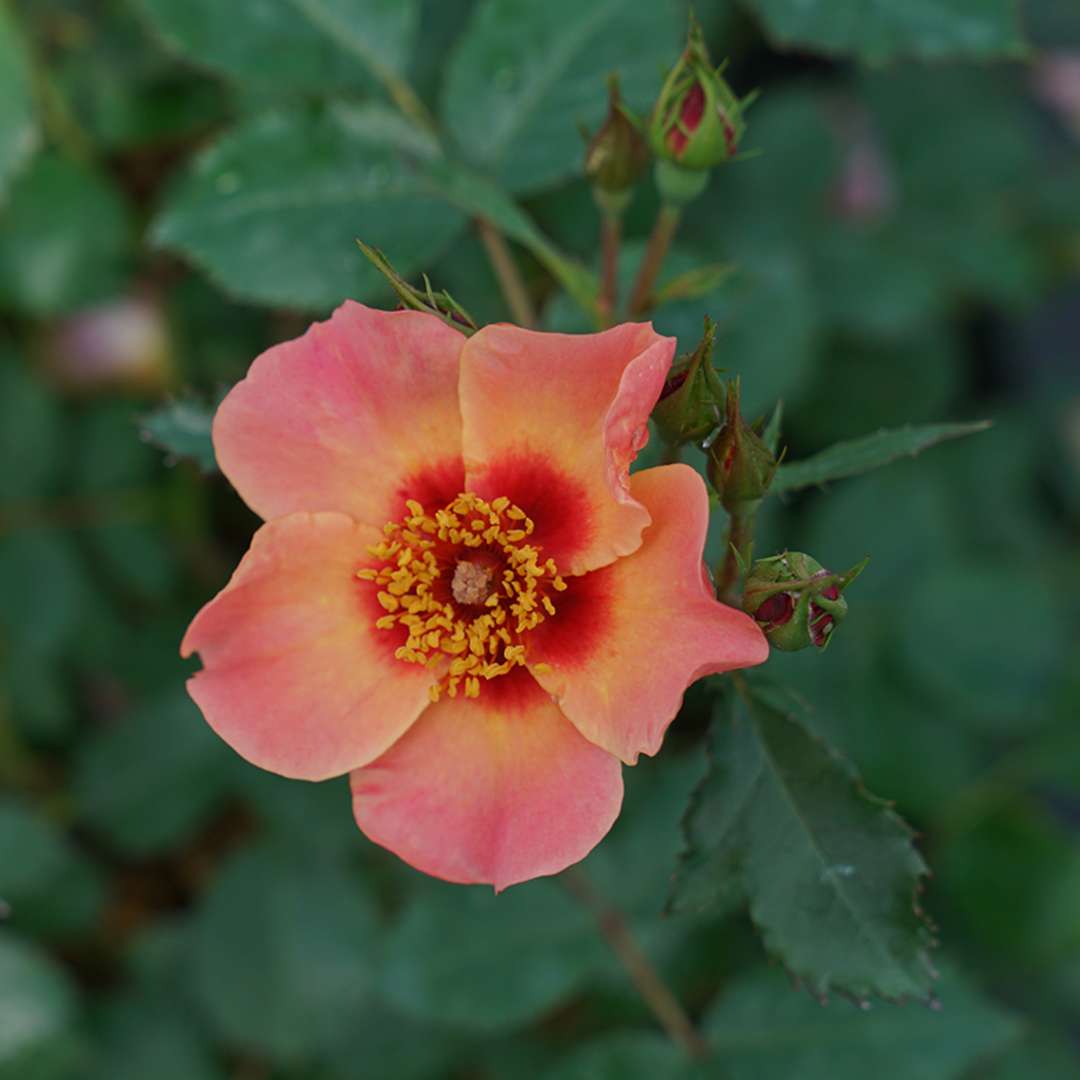 Rose - RINGO ALL-STAR
