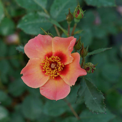 Rose - RINGO ALL-STAR