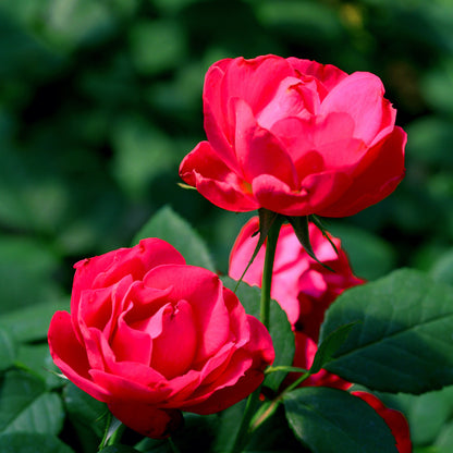 Rose - Proven Winners Oso Easy Double Red