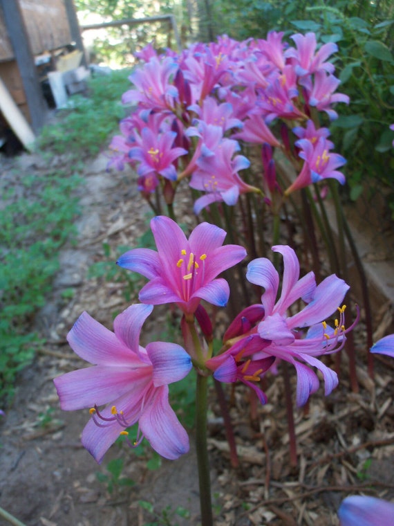 pink spider lily Spider Lily - Fairy Pink and Electric Blue