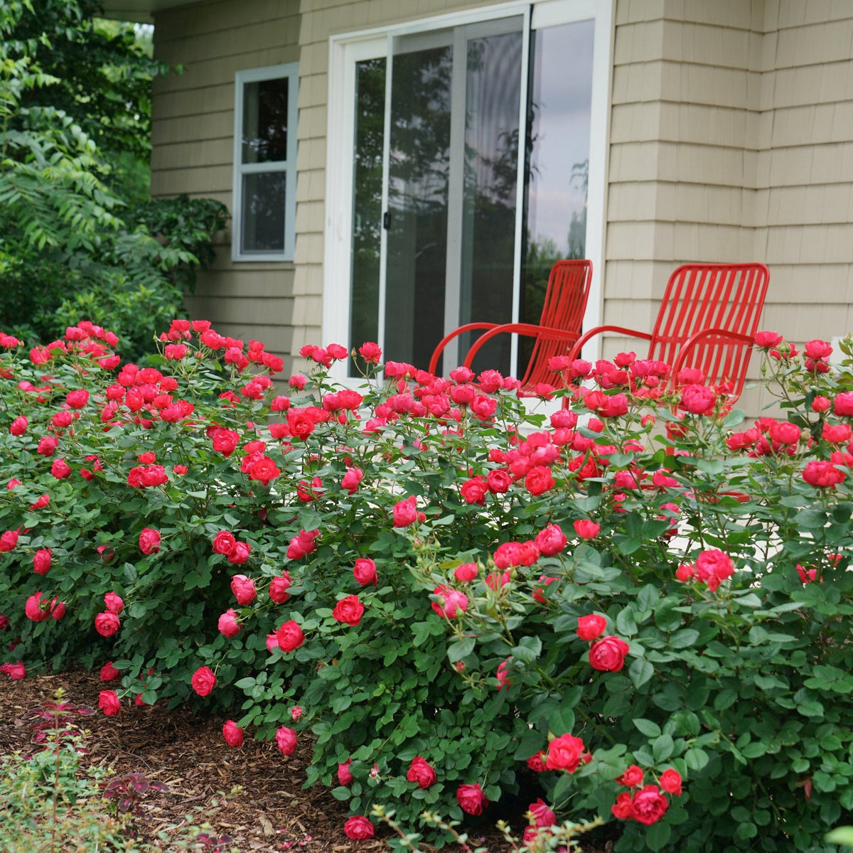 Rose - Proven Winners Oso Easy Double Red