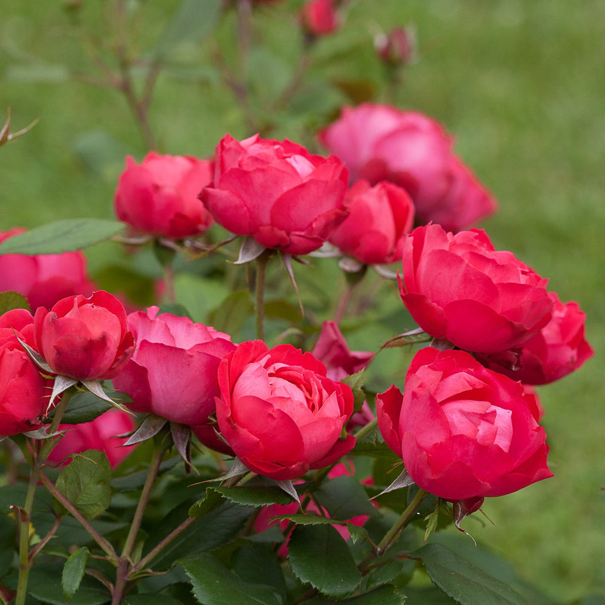Rose - Proven Winners Oso Easy Double Red