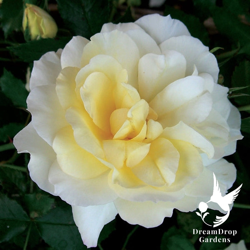 Rose - Leverkusen — DreamDrop Gardens photo 1