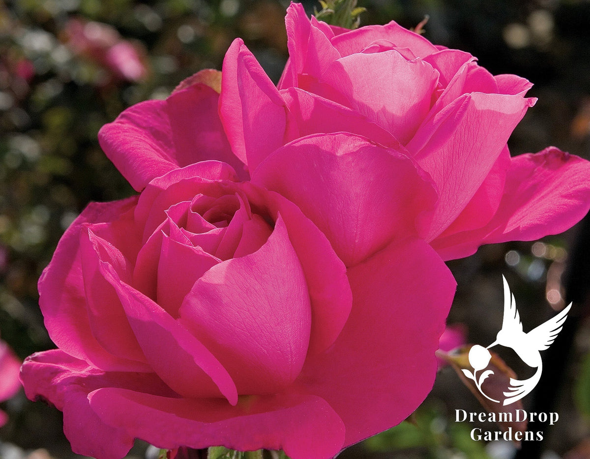 Rose - Miss All-American Beauty — DreamDrop Gardens photo 1