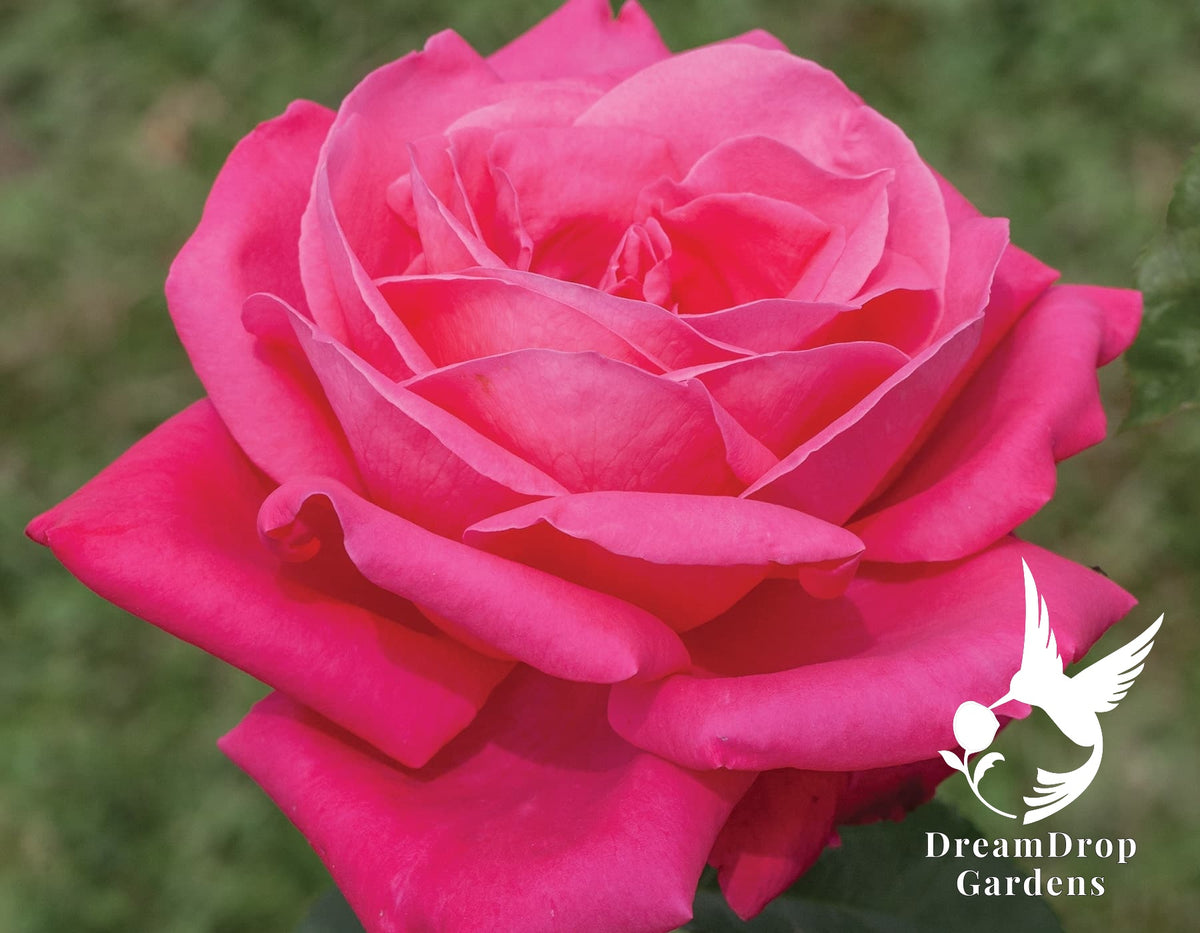 Rose - Miss All-American Beauty — DreamDrop Gardens photo 2