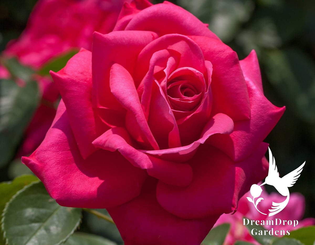 Rose - Miss All-American Beauty — DreamDrop Gardens photo 3