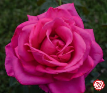Rosa - Miss All-American Beauty