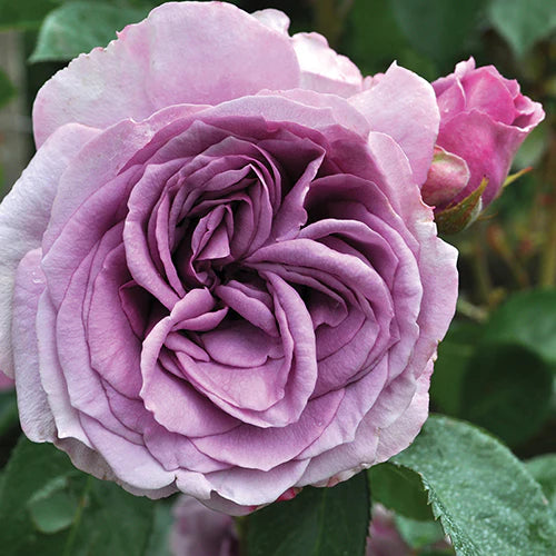 Rose - Climbing - Quick Silver