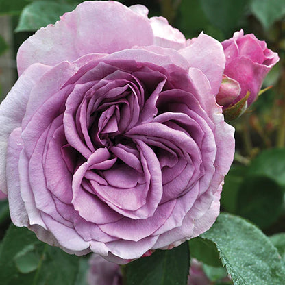Rose - Climbing - Quick Silver