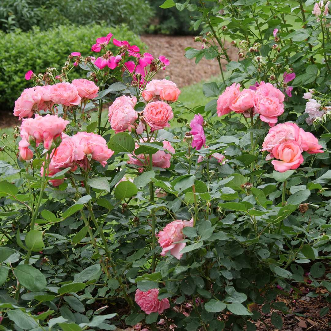 Rose - Proven Winners Reminiscent Coral Rose