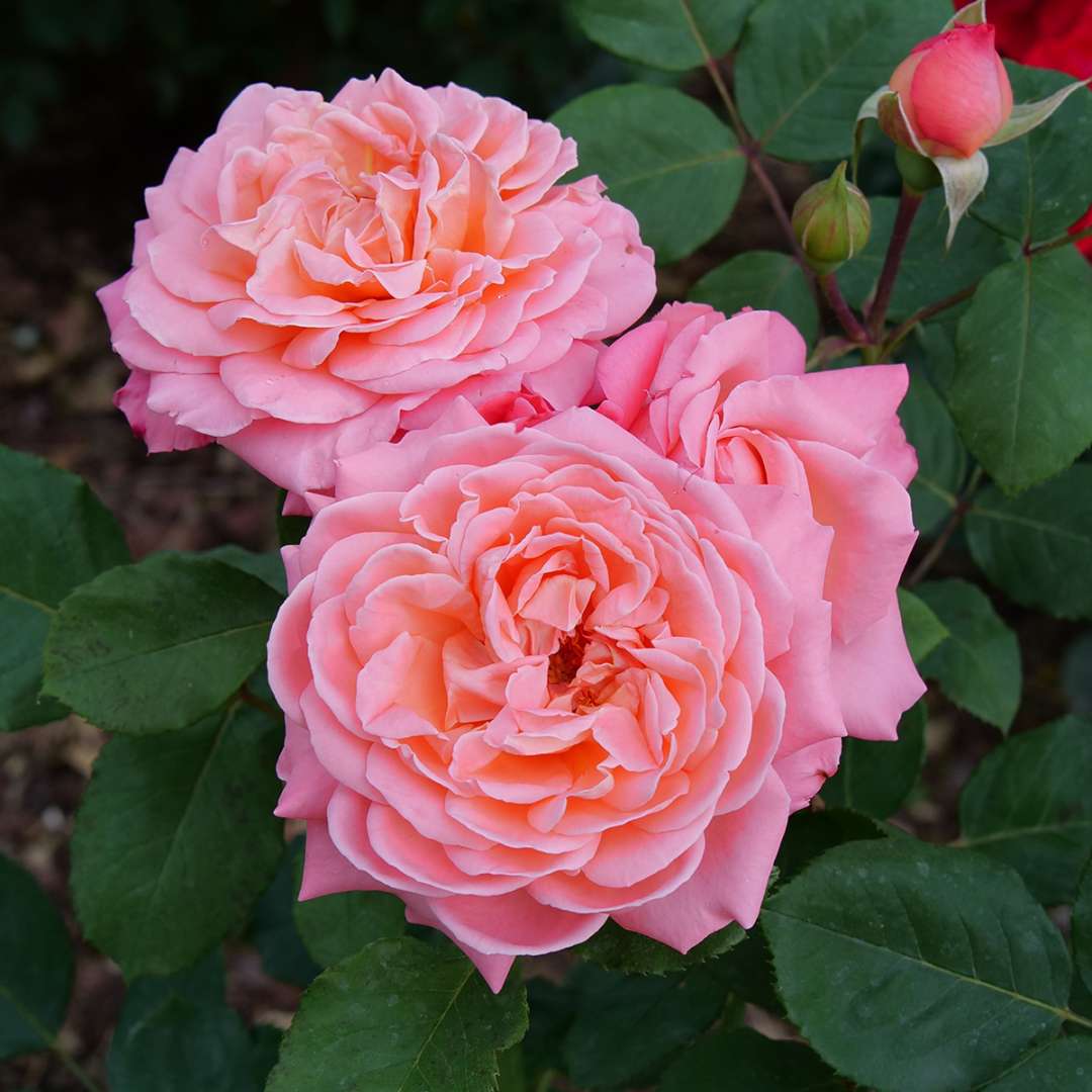Rose - Proven Winners Reminiscent Coral Rose