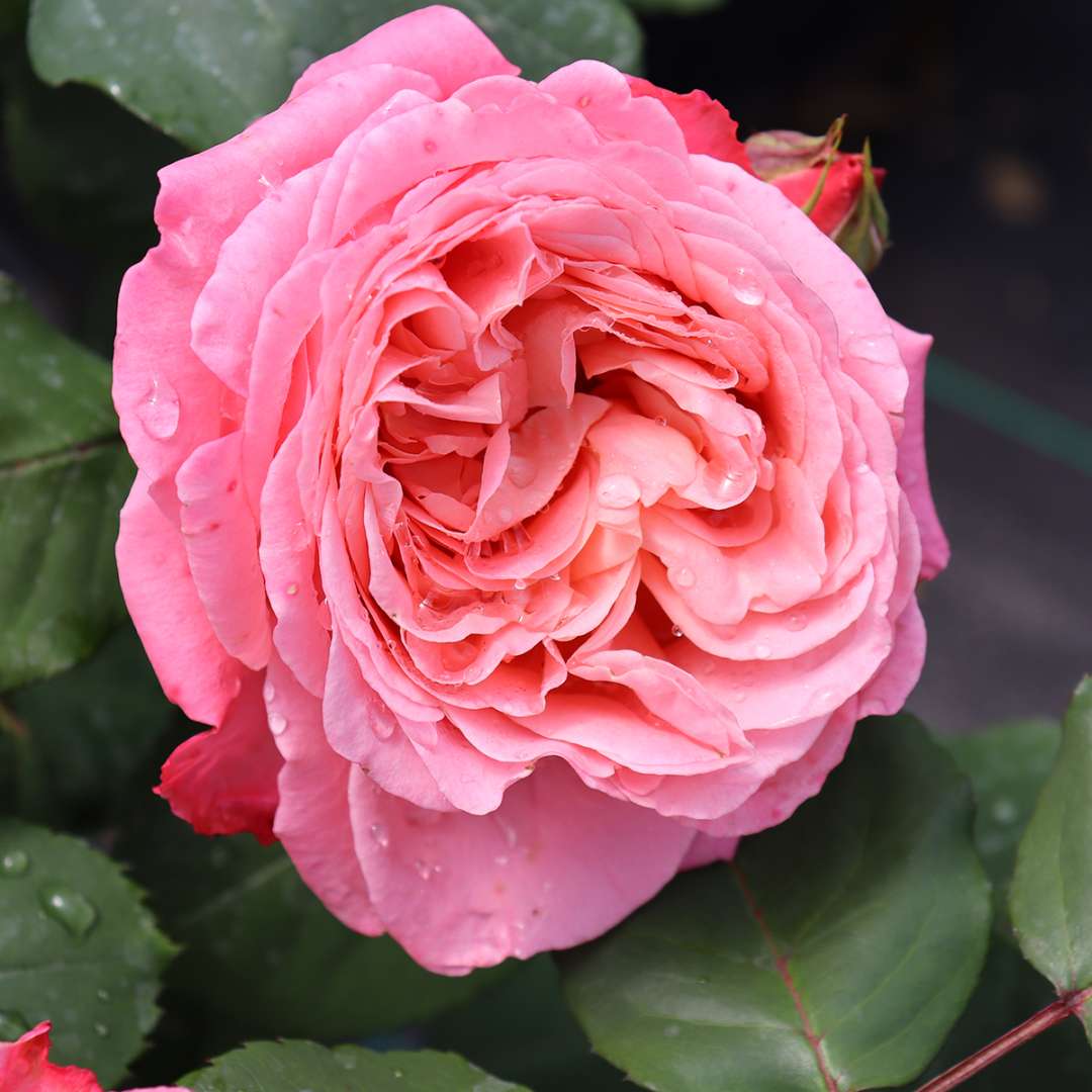 Rose - Proven Winners Reminiscent Coral Rose