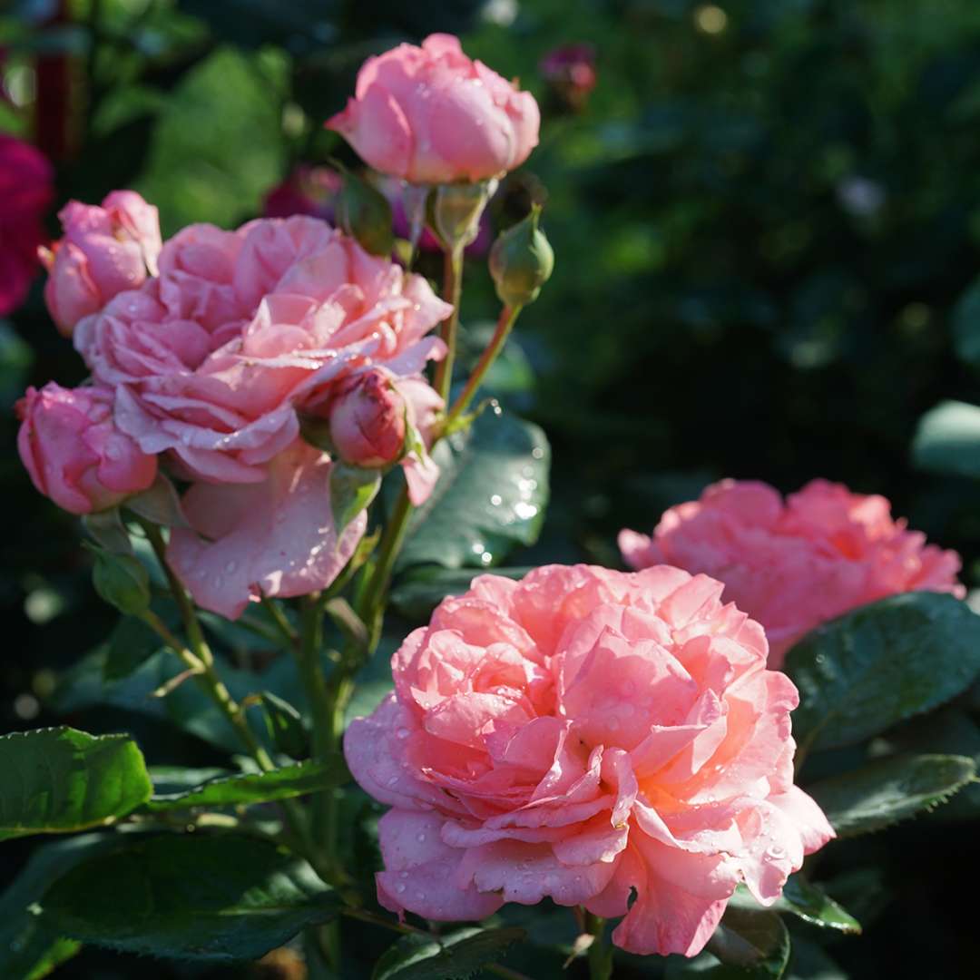Rose - Proven Winners Reminiscent Coral Rose