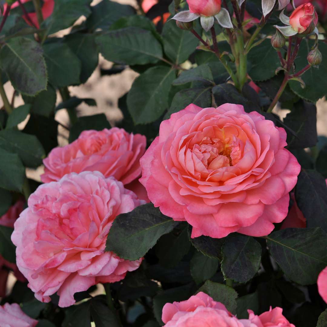 Rose - Proven Winners Reminiscent Coral Rose