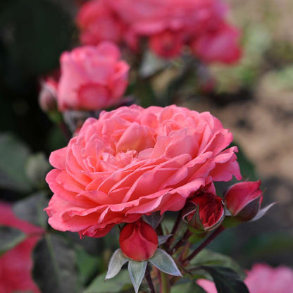 Rose - Proven Winners Reminiscent Coral Rose