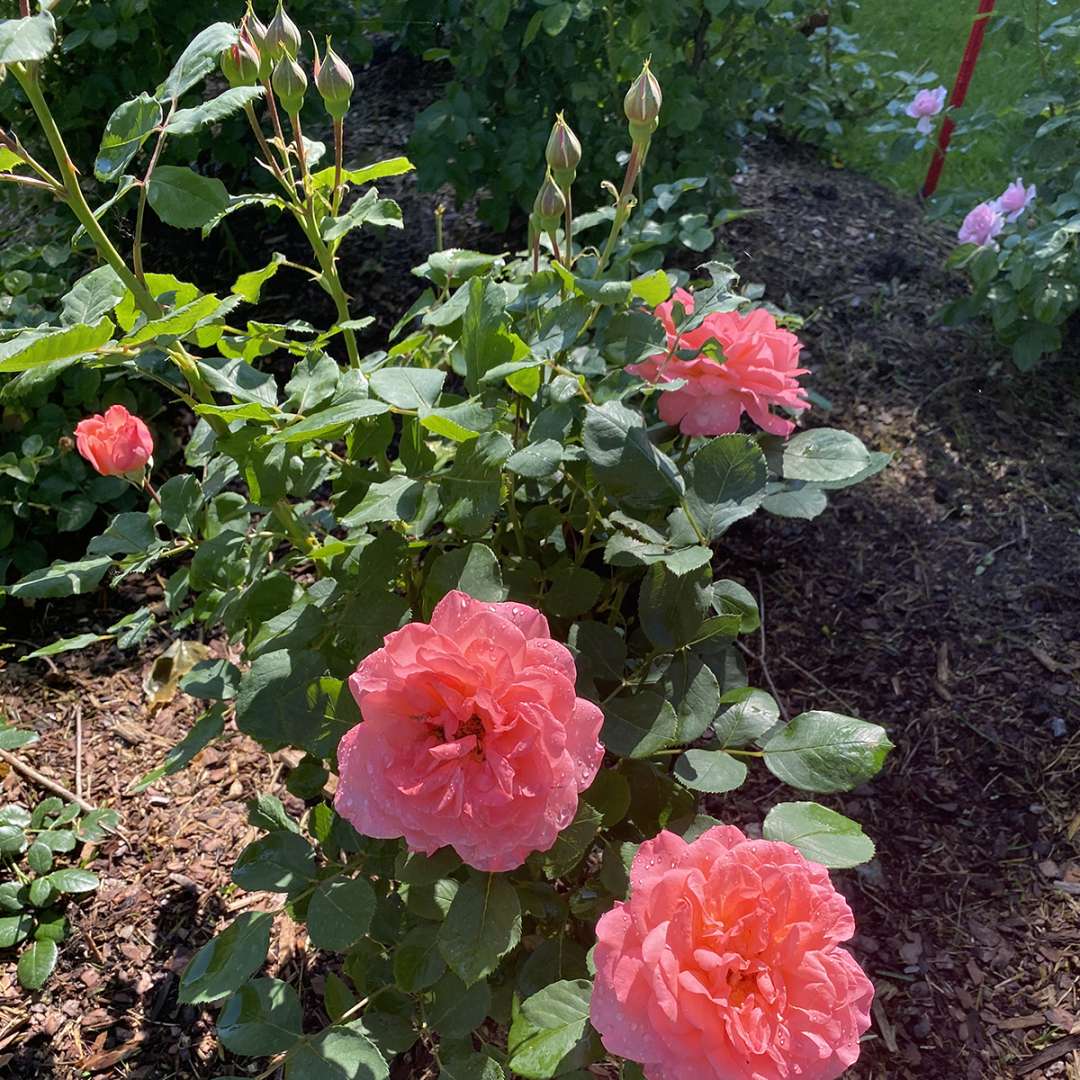 Rose - Proven Winners Reminiscent Coral Rose