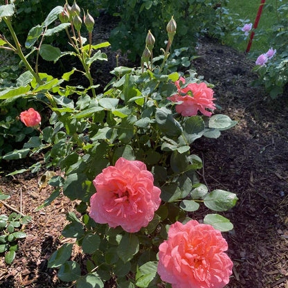 Rose - Proven Winners Reminiscent Coral Rose