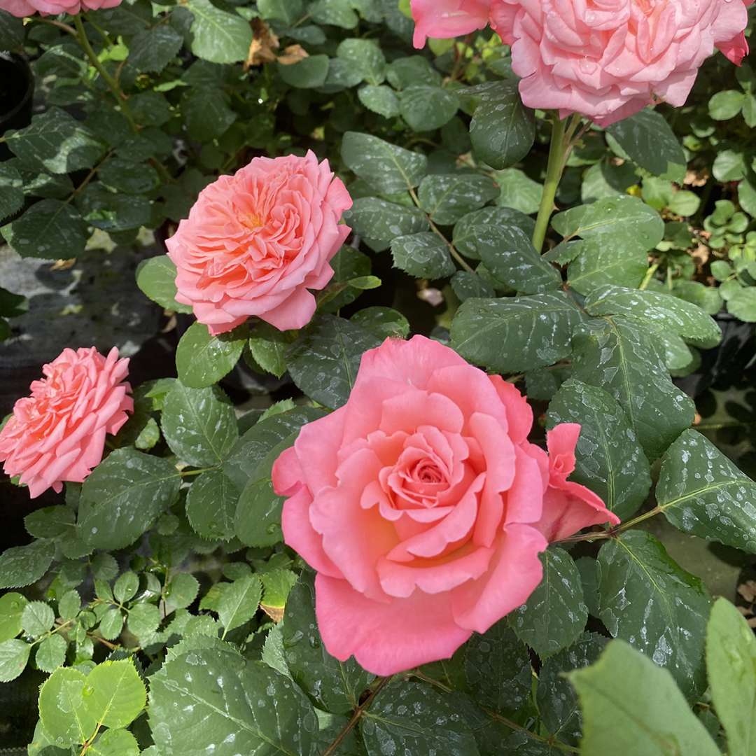 Rose - Proven Winners Reminiscent Coral Rose