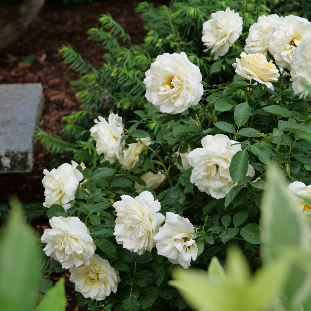 Rose - REMINISCENT Crema