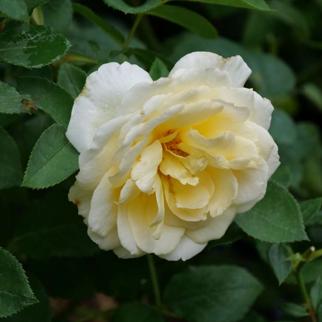 Rose - REMINISCENT Crema