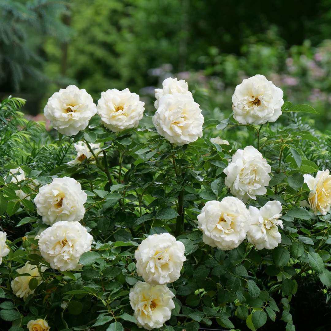 Rose - REMINISCENT Crema