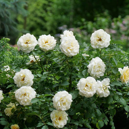 Rose - REMINISCENT Crema