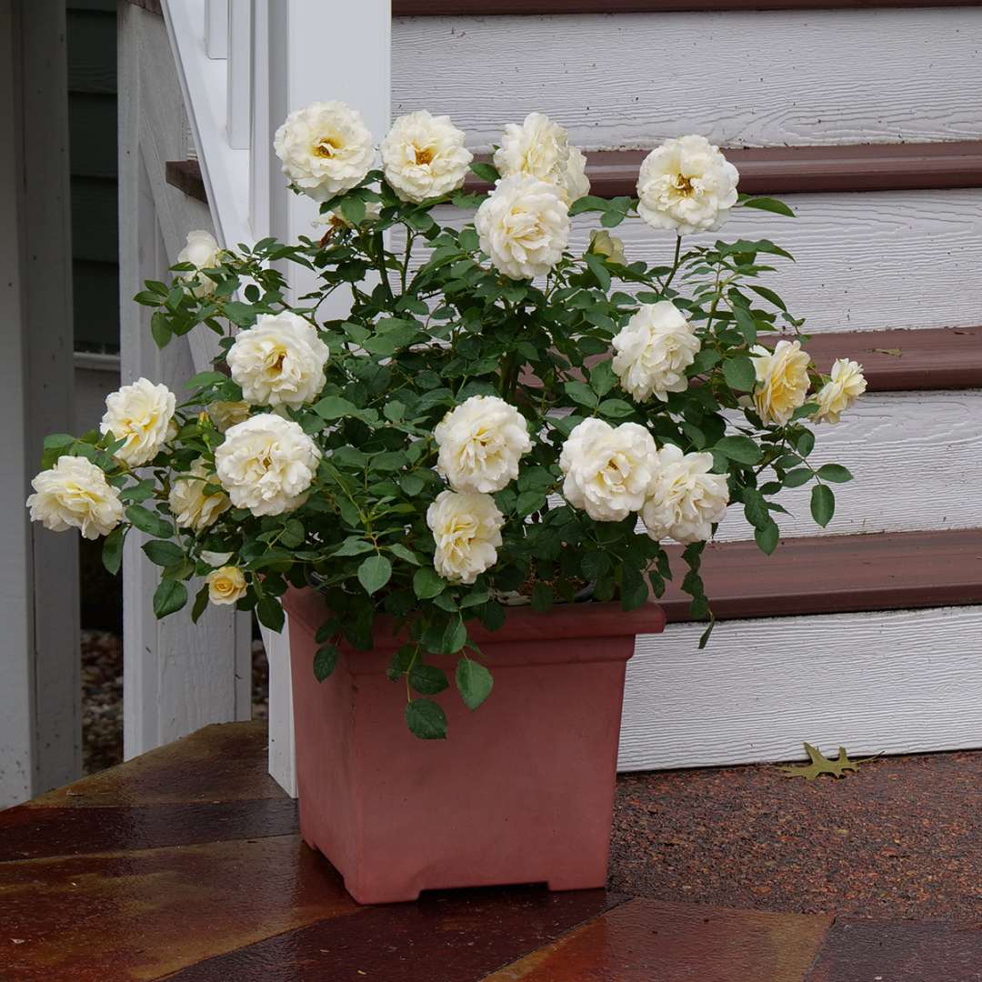 Rose - REMINISCENT Crema