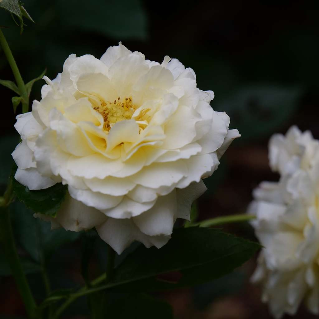 Rose - REMINISCENT Crema
