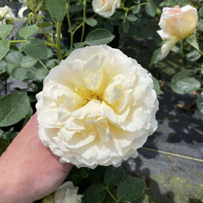 Rose - REMINISCENT Crema