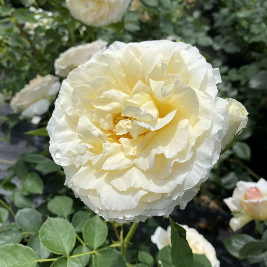 Rose - REMINISCENT Crema